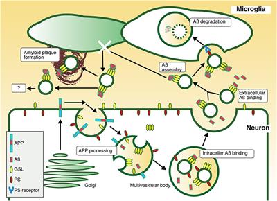 Exosomes as Carriers of Alzheimer's Amyloid-ß